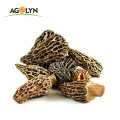 Origin Supply Large Size Dried Mushroom Morchella